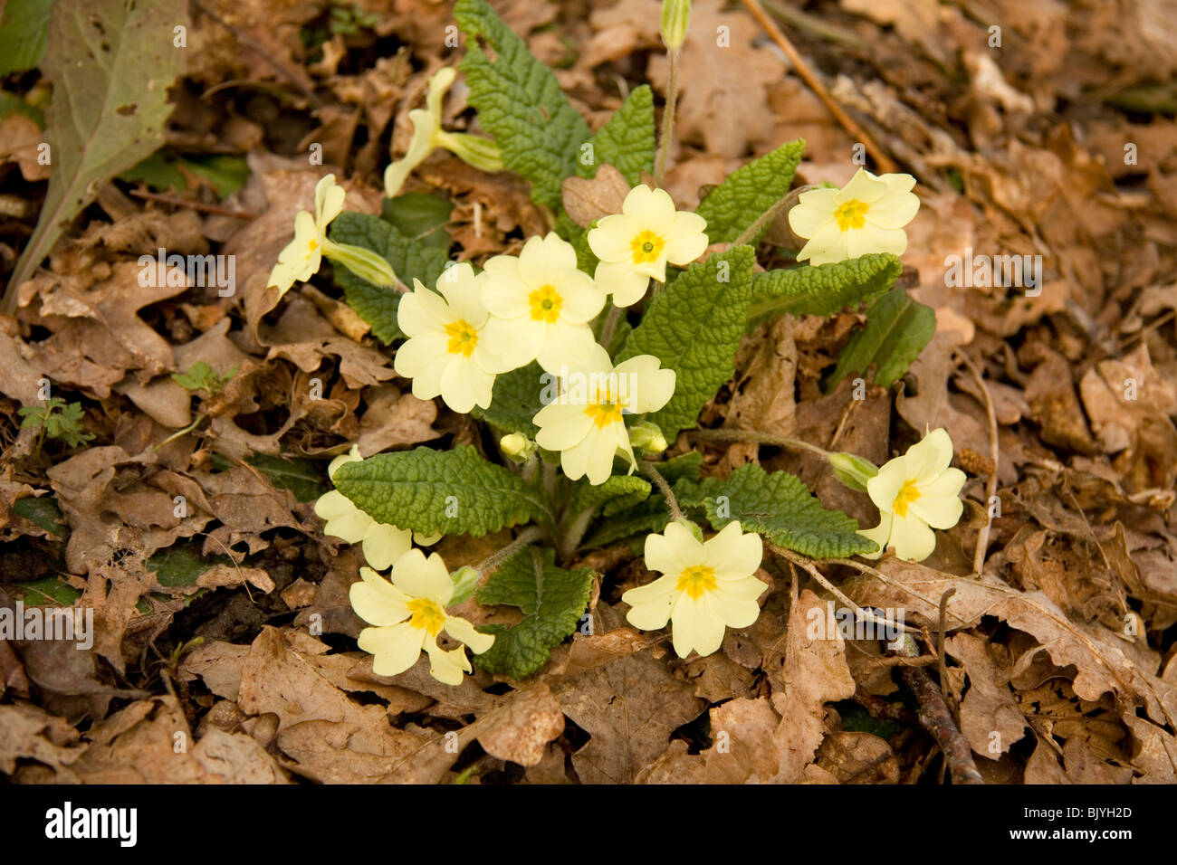 Woodland floor flower hi-res stock photography and images - Alamy