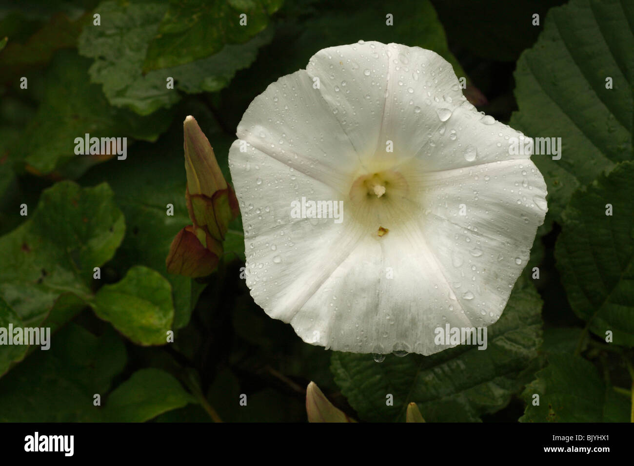 White Bindweed Flower Stock Photo