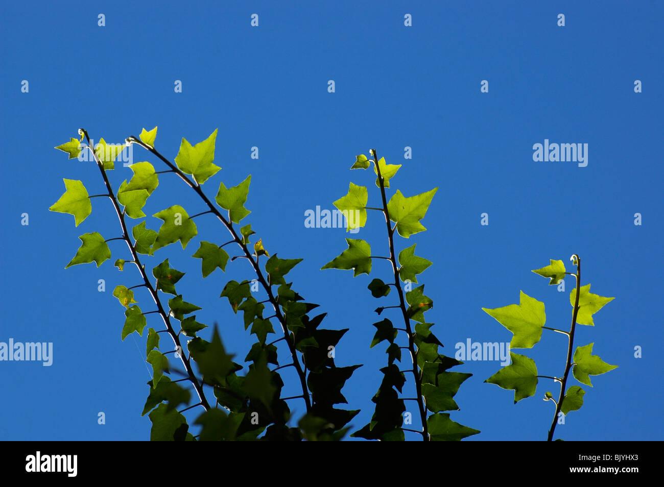 Spring tree leaf growth hi-res stock photography and images - Alamy