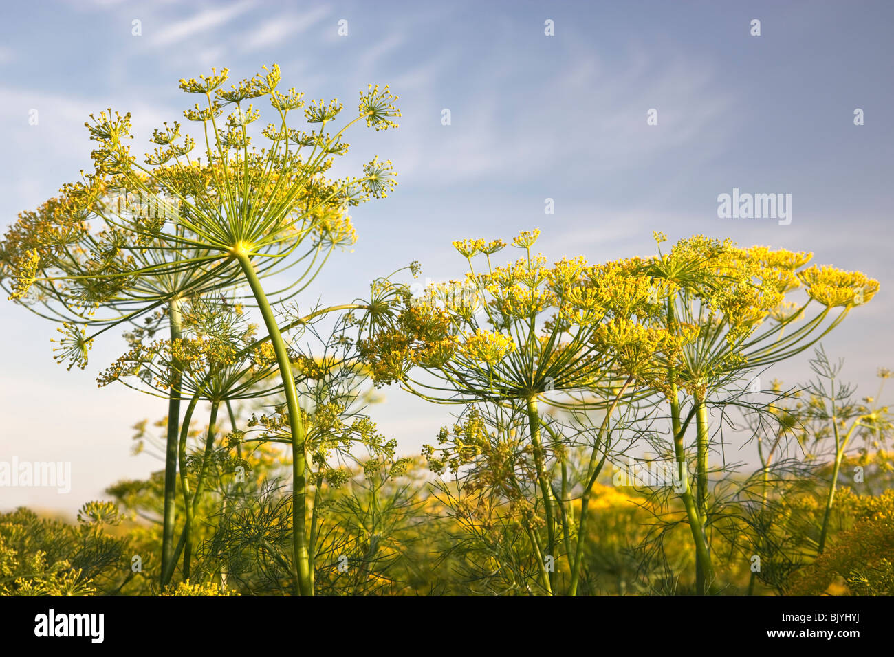 5Dill 'Anethum graveolens' flowering, field. Stock Photo