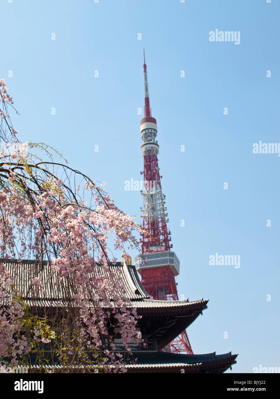Tokyo tower and cherry blossoms Stock Photo