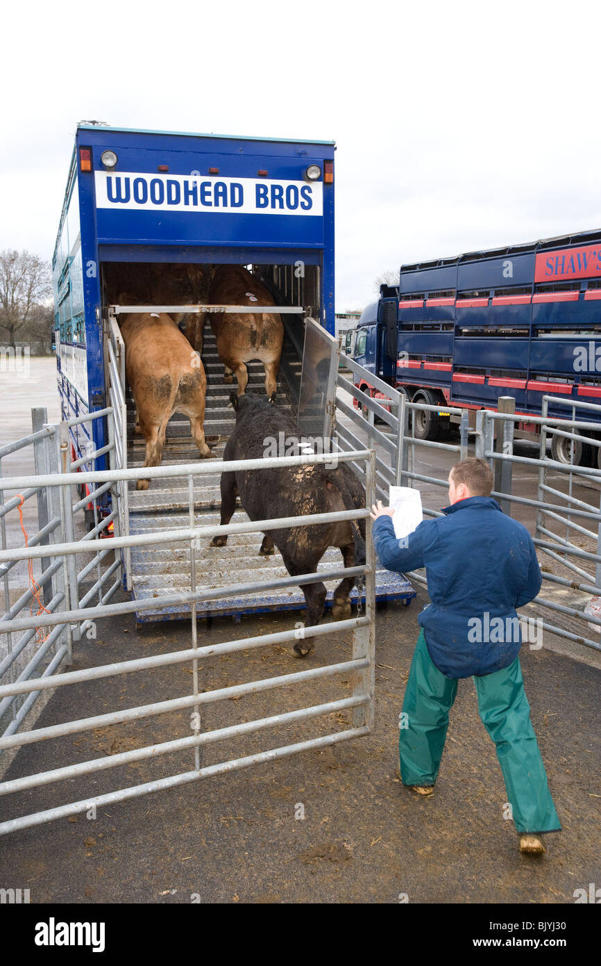Cattle being loaded on to a livestock lorry Stock Photo