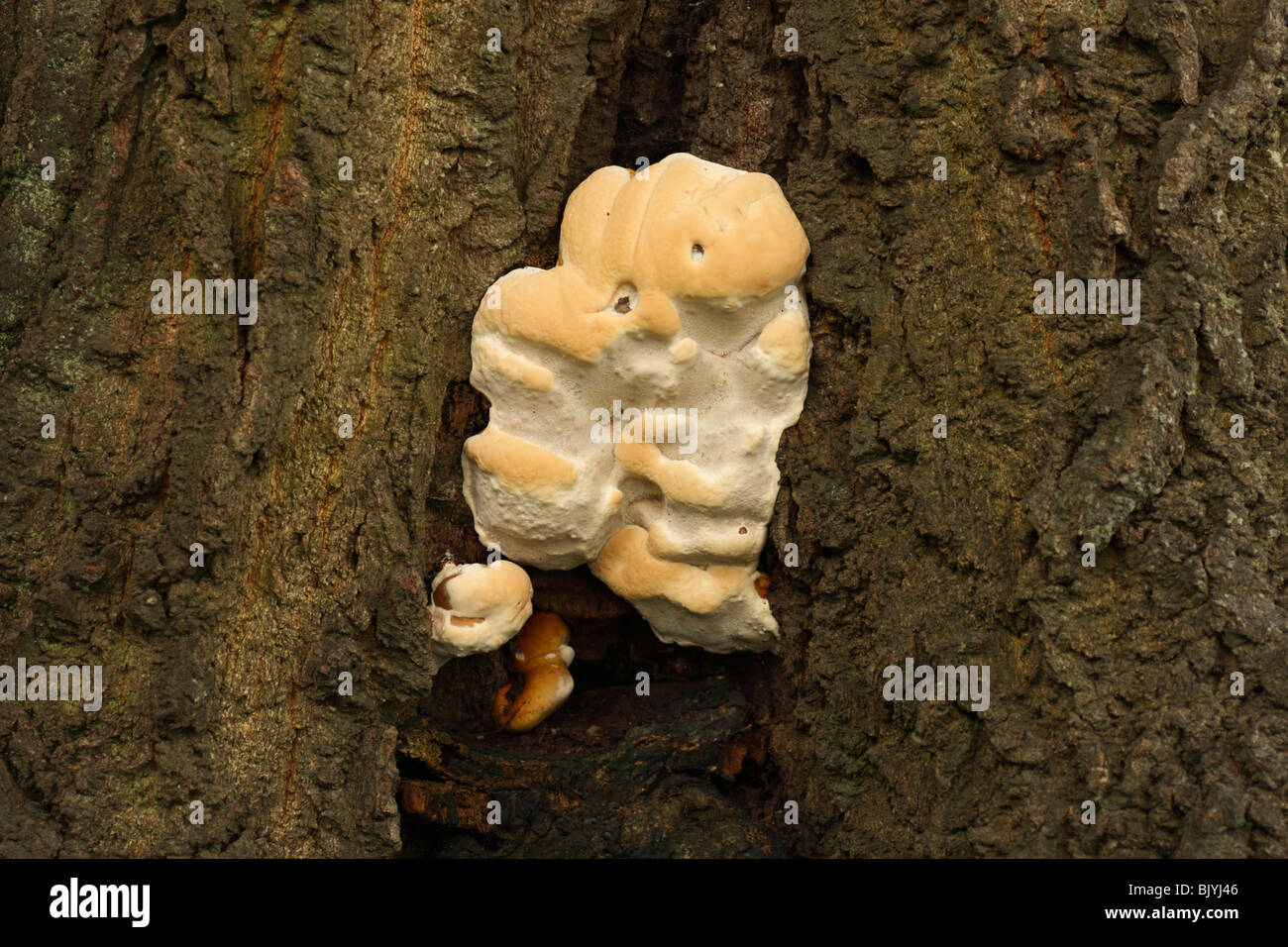Fungus, Fungi, Growing on a Tree Stump Stock Photo