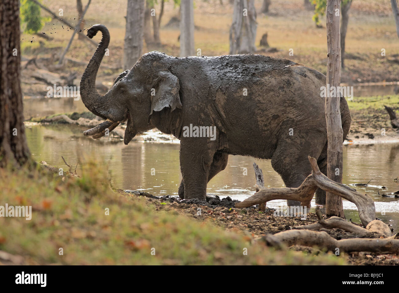 Elephant having muddy bath in the wild forest of Pench, India. Stock Photo