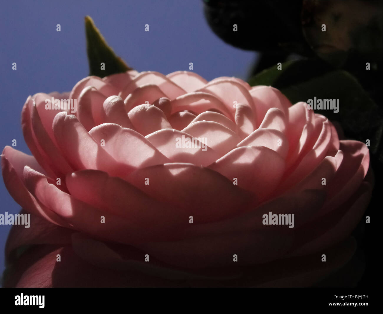 Annual spring garden festival at Kanapaha Botanical Gardens Gainesville