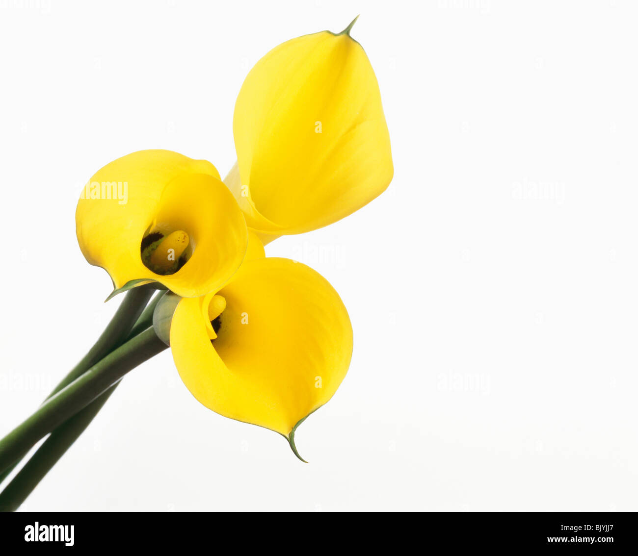 Yellow calla lily Stock Photo