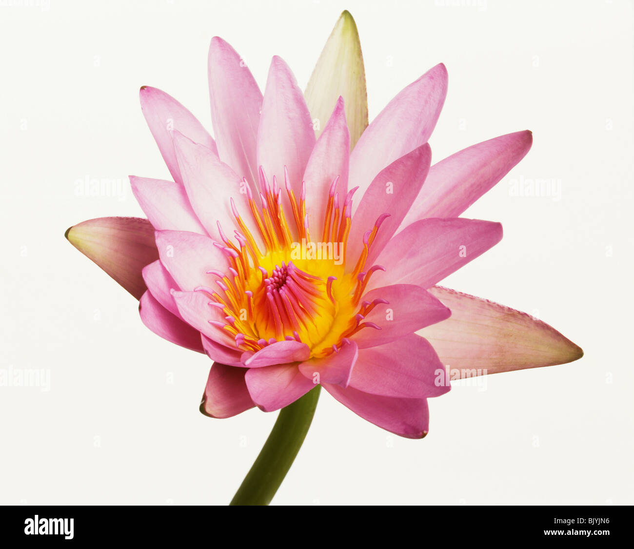 Water lily, Nymphaeaceae Stock Photo