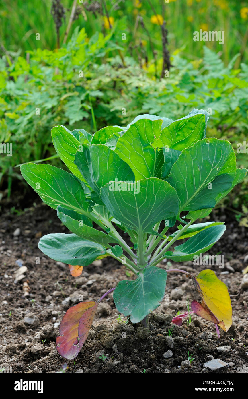 Cabbage (Brassica oleracea) in field, Belgium Stock Photo