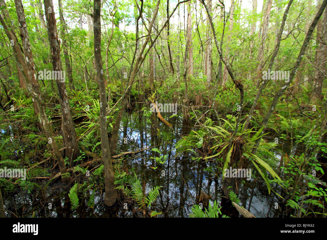 Corkscrew Swamp sanctuary preserve in Florida USA Stock Photo Alamy