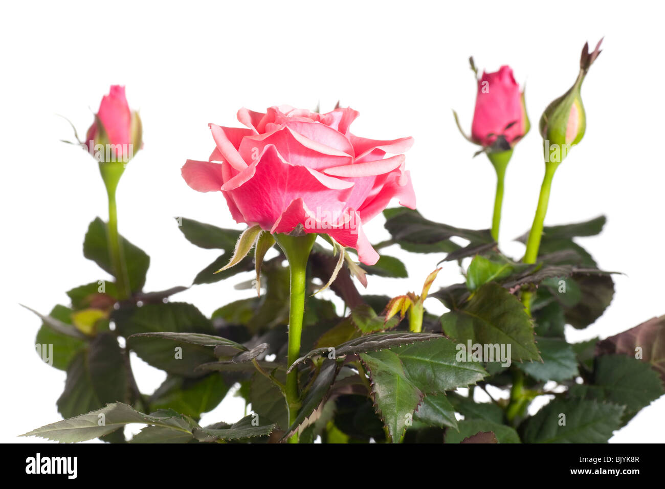 Beautiful rose flowers isolated on white background Stock Photo - Alamy