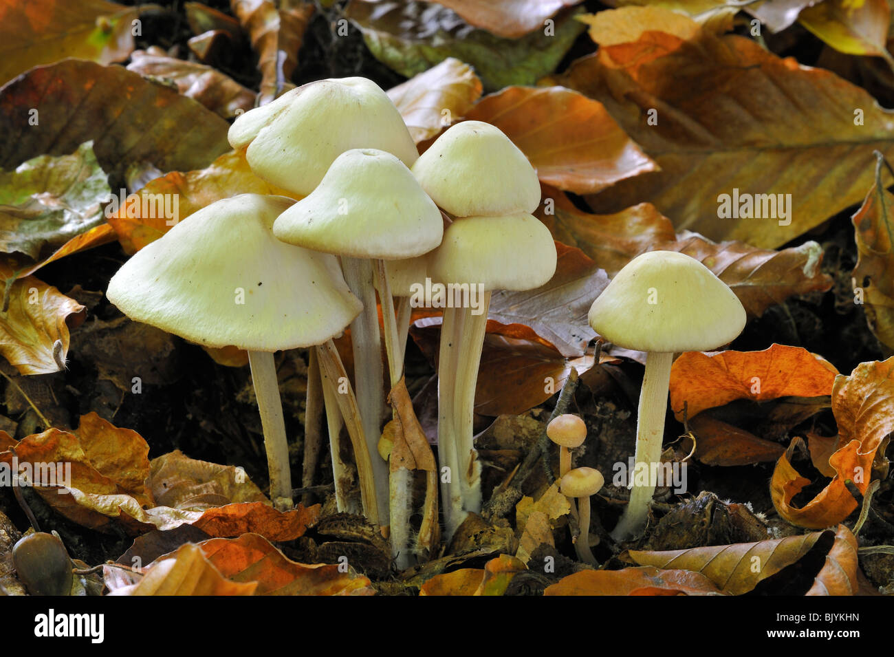 Sulphur tuft fungus / sulfur tuft / clustered woodlover (Hypholoma fasciculare / Psilocybe fascicularis) cluster Stock Photo