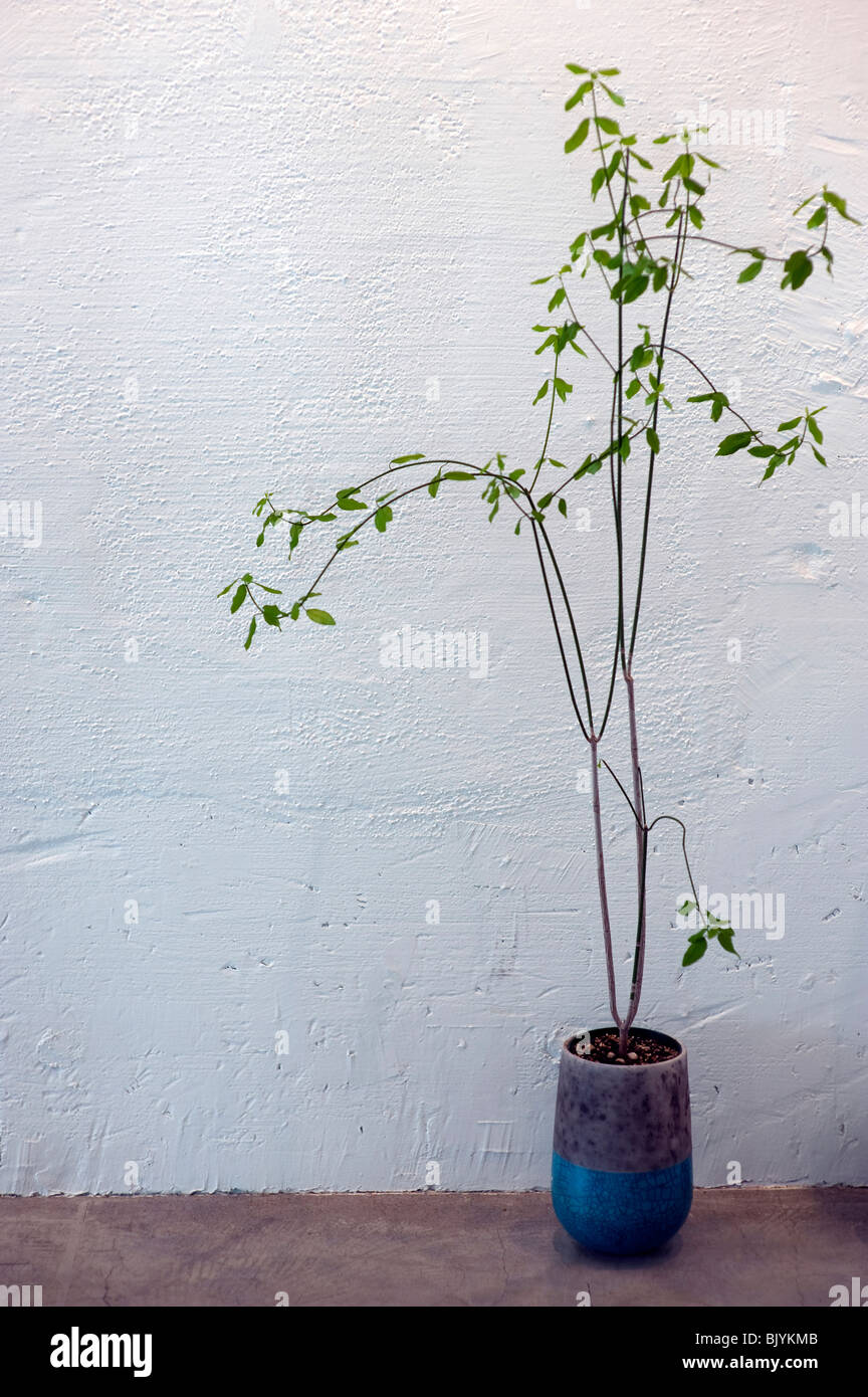 Potted plant Stock Photo