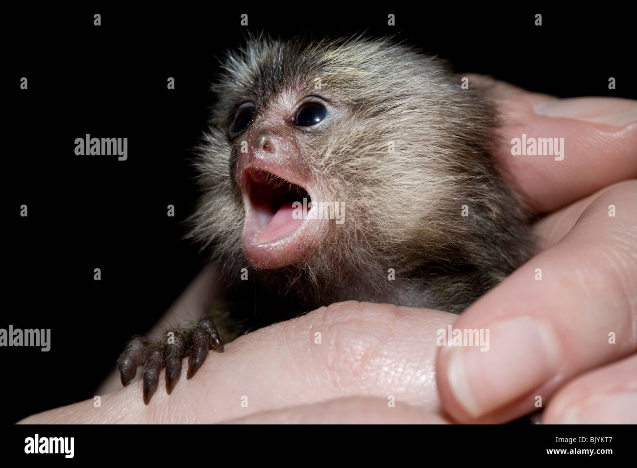 Hand reared baby Marmoset Stock Photo