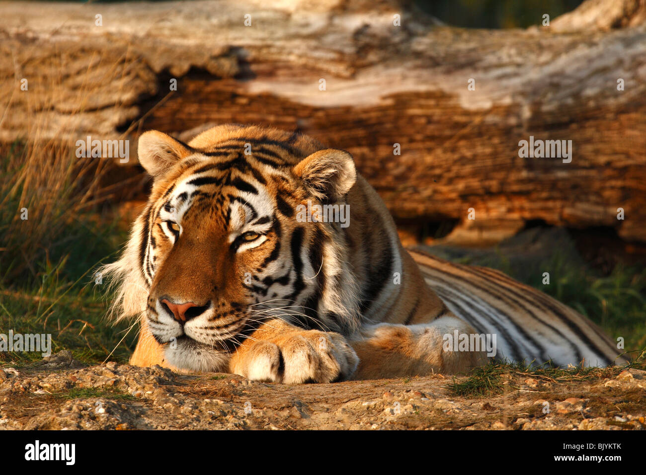 Sumatran tiger laying in front of  a fallen tree in the evening sun. Stock Photo