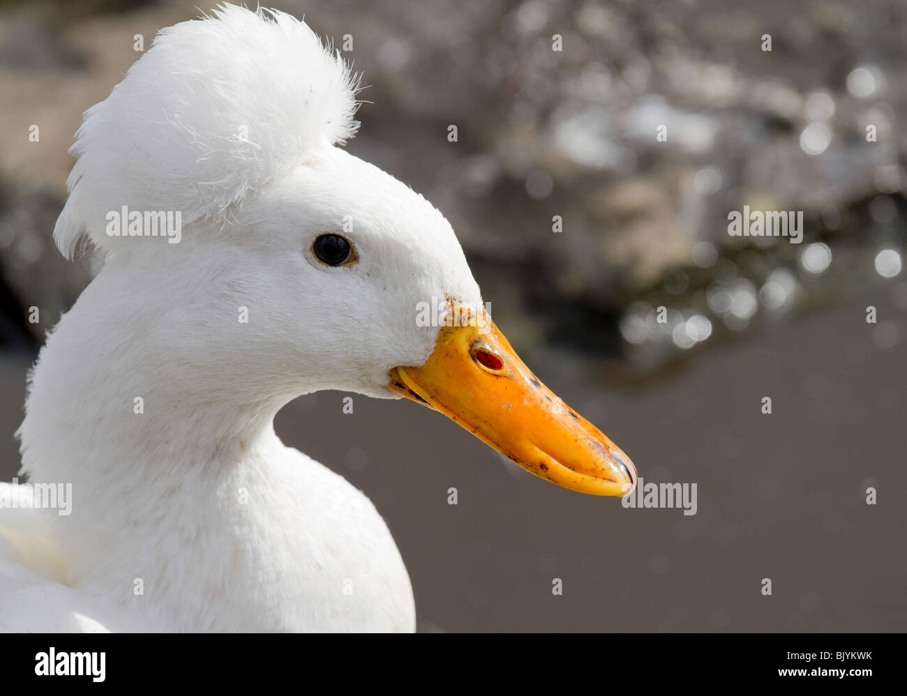 White Crested Duck Stock Photo - Alamy