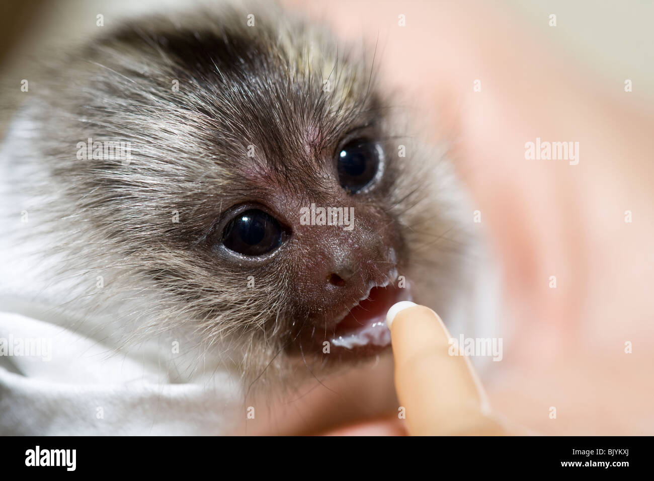 Young Marmoset hand reared Stock Photo