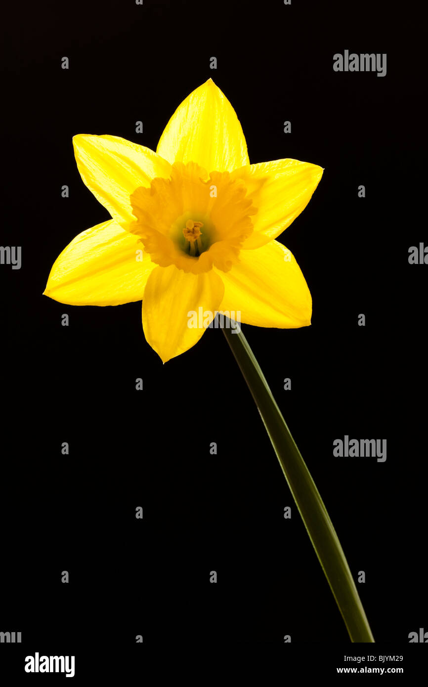 A yellow flowered daffodil on a black background Stock Photo - Alamy