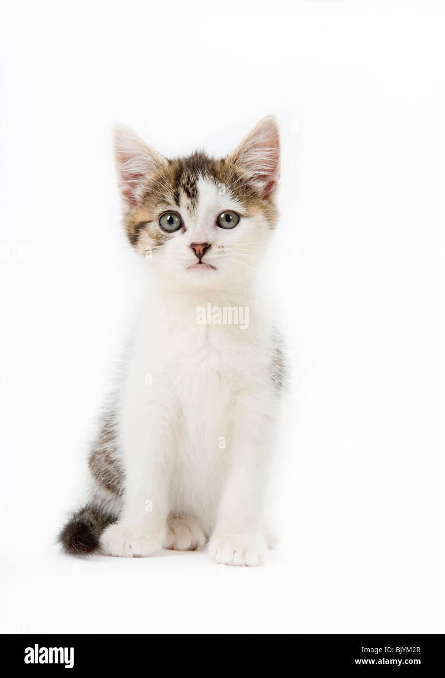 Tabby and White Kitten Stock Photo - Alamy