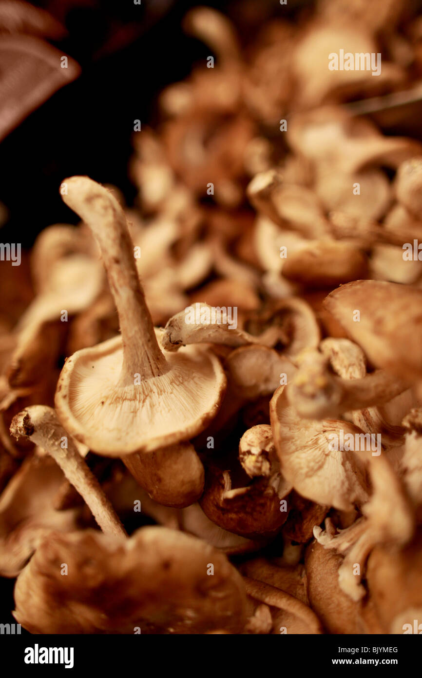Shiitake Mushrooms in grocery store, market setting. Group of mushrooms