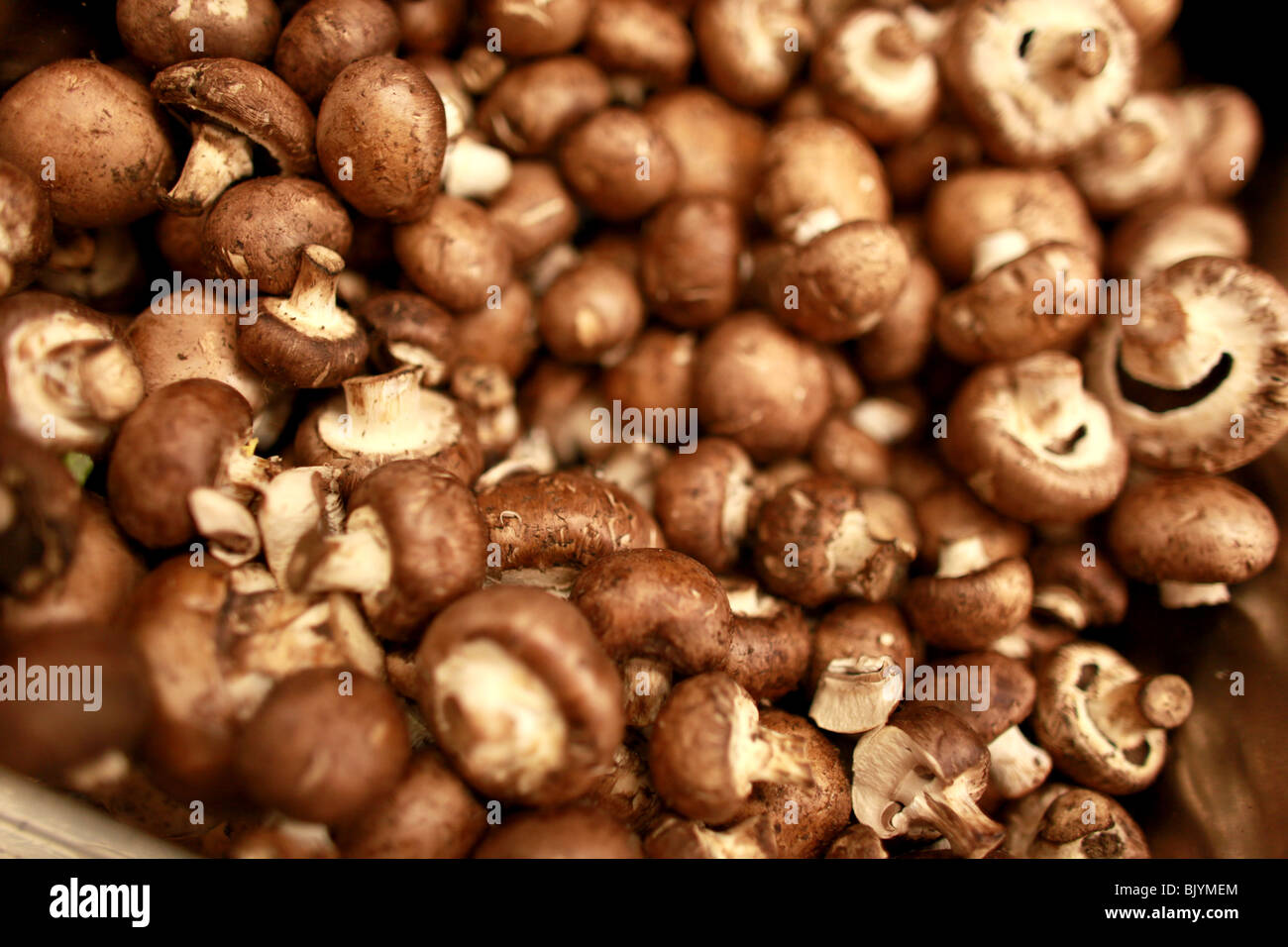 Lots of Cremini or Baby Bella small Portobella Mushrooms in a bin. Could be at a market or