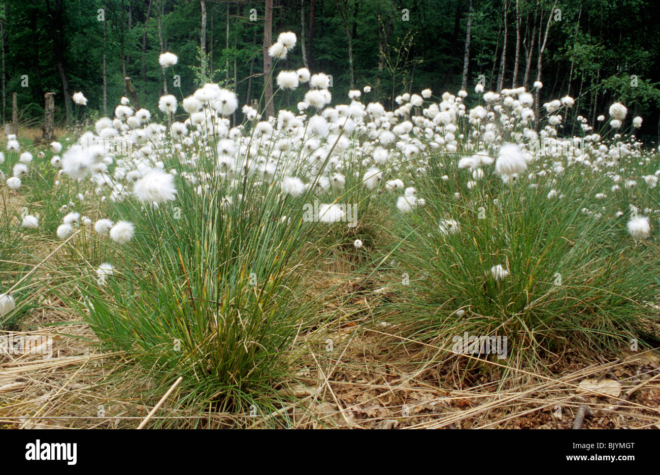 Cottongrass (Eriophorum vaginatum) Stock Photo