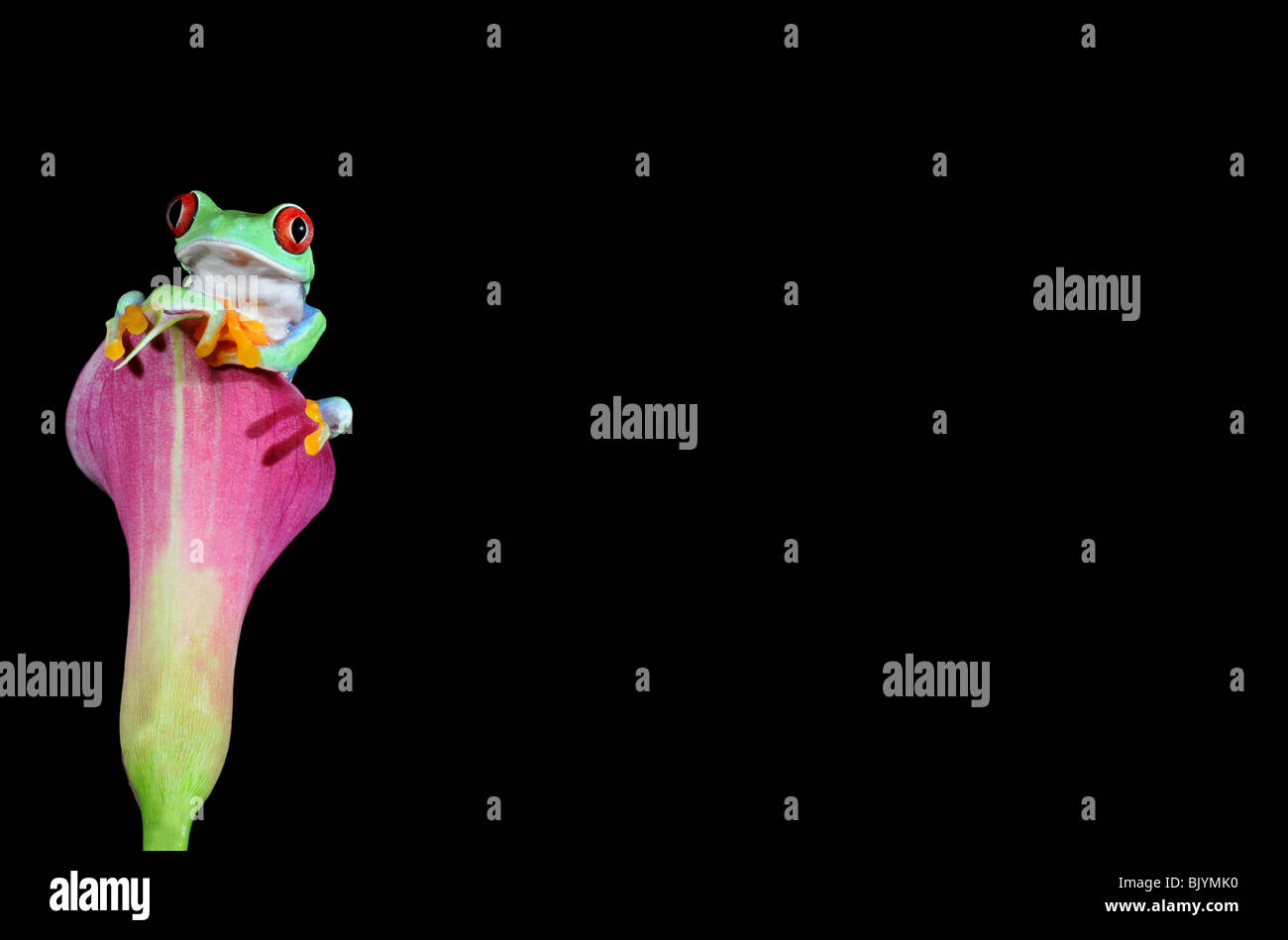 Beautiful creatures hires stock photography and images Alamy