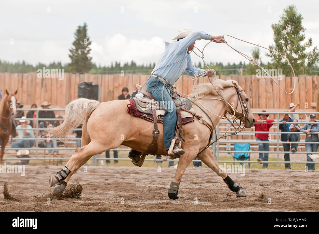 Calf roping at the T'suu Tina rodeo, Bragg Creek, Alberta, Canada Stock Photo