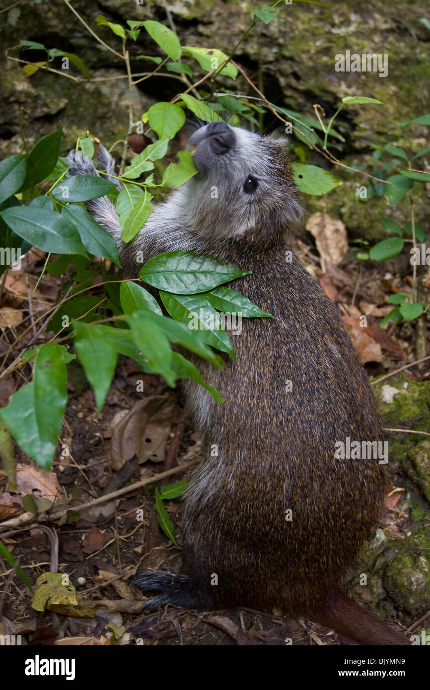 Cuban hutia capromys pilorides hi-res stock photography and images - Alamy