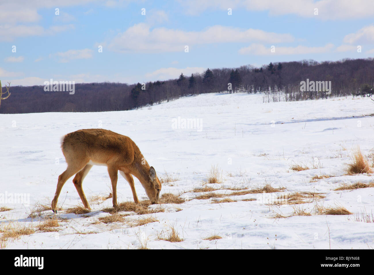 White Tail Deer Digs for Food, Ears Down Due to Cold Wind, Shenandoah National Park, Virginia, USA Stock Photo