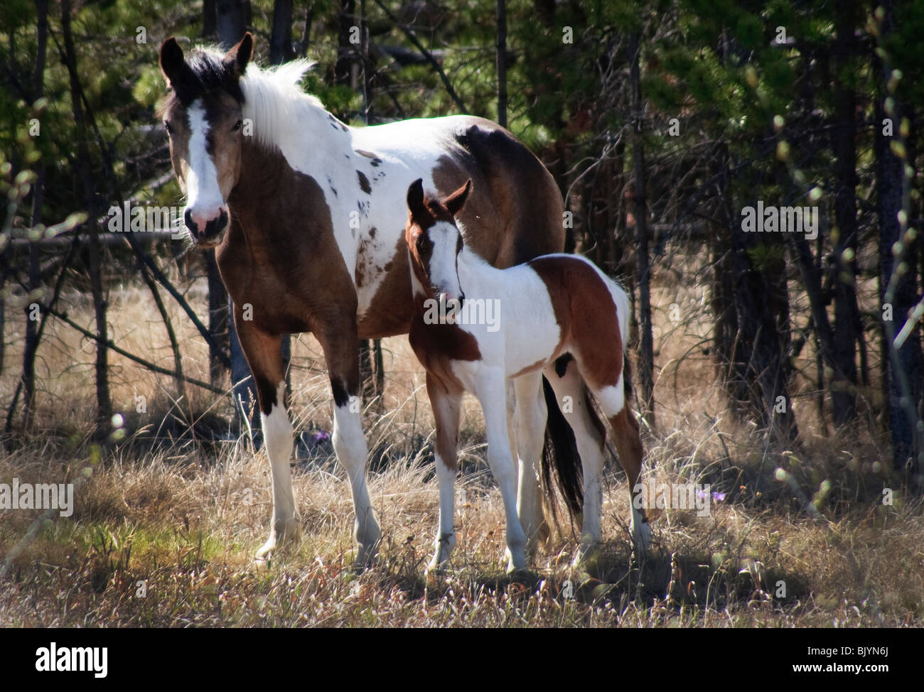 Wild horse Mare with Pony in Yukon Territory Canada.  Part of a wild herd which was grazing in field. Stock Photo