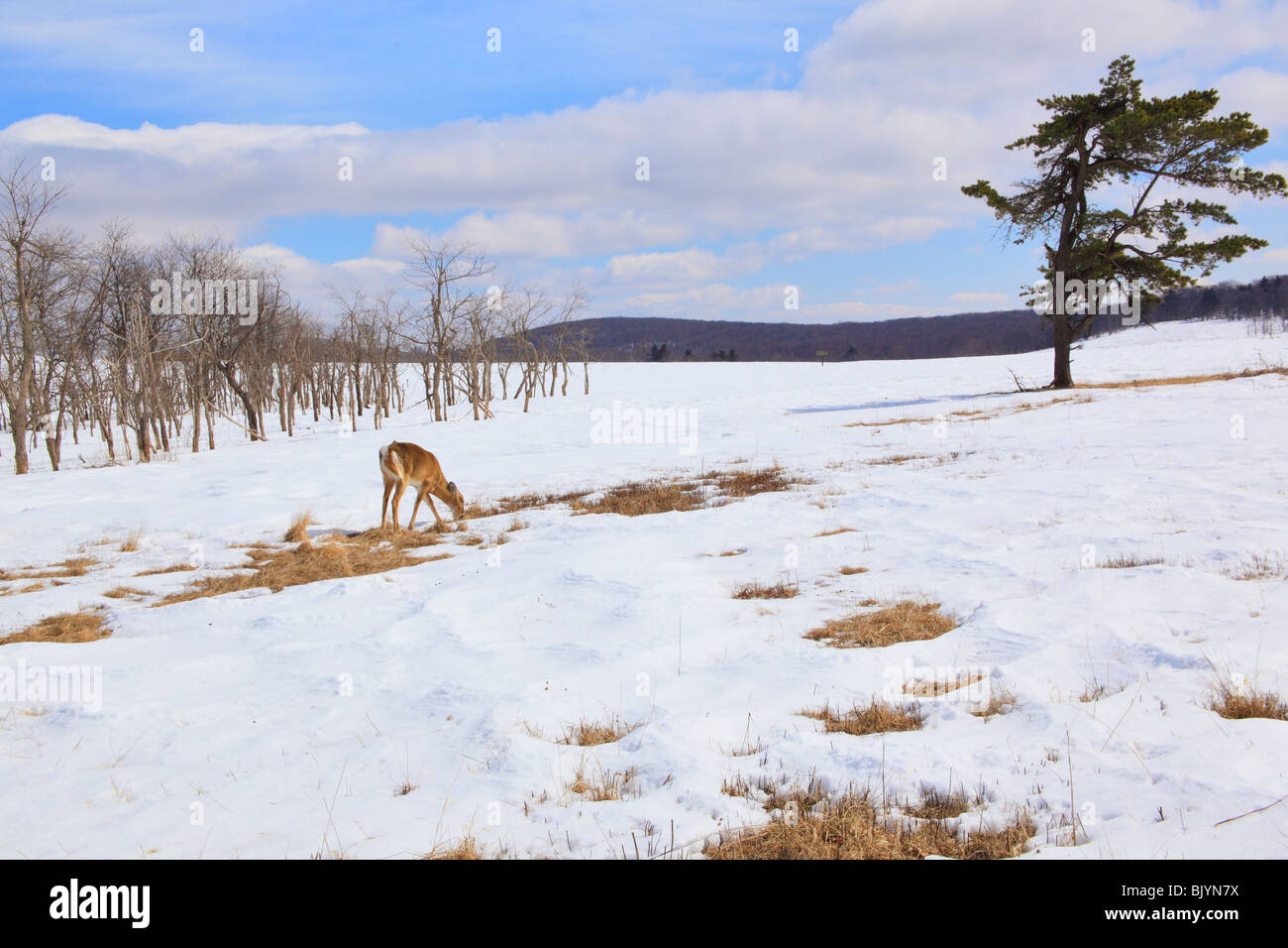 Blue ridge mountains virginia deer hi-res stock photography and images ...