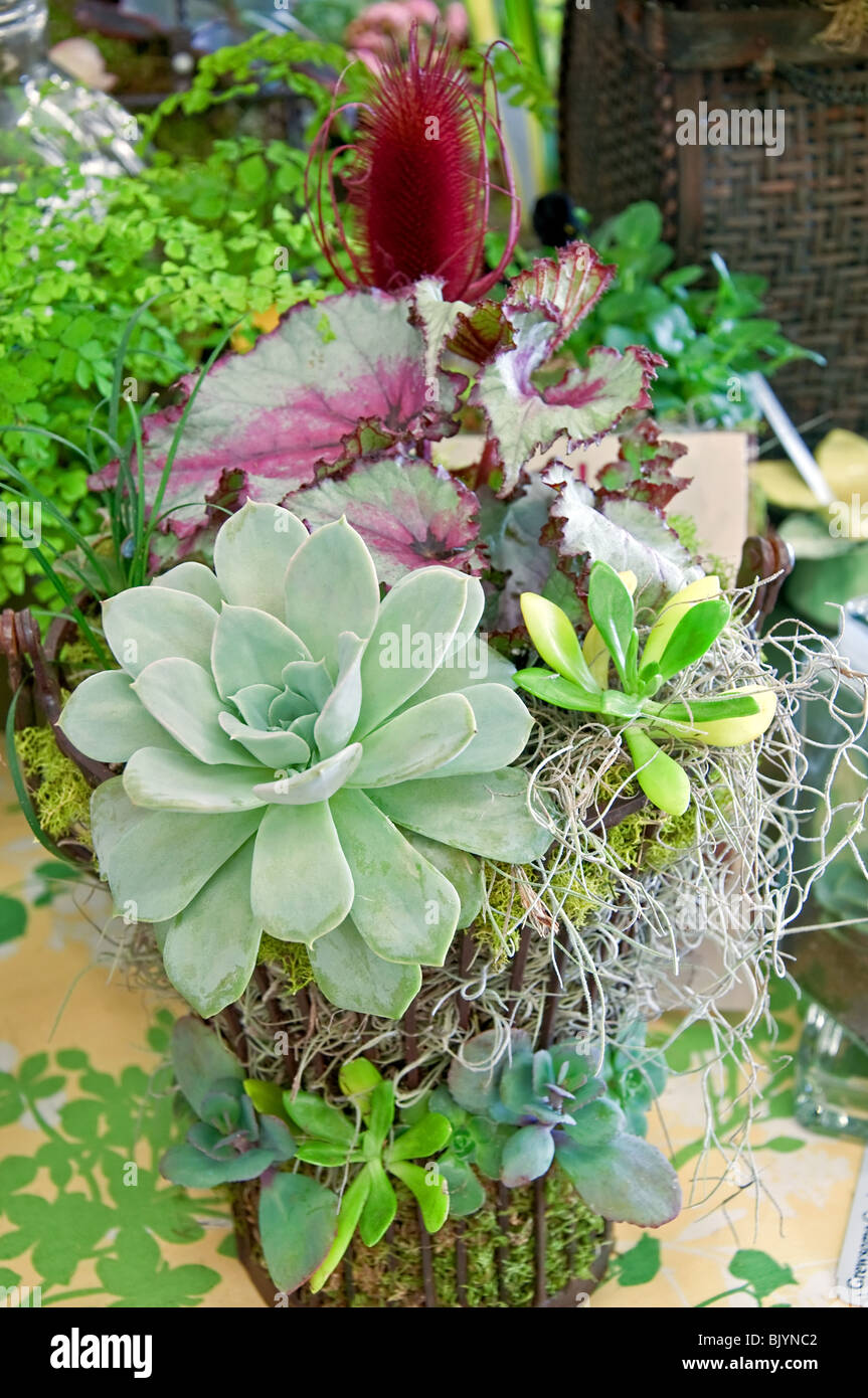 This beautiful rare plant arrangement has a Echevaria 'After Glow' as it's center focal point, with a Silver Edged Rex Begonia. Stock Photo