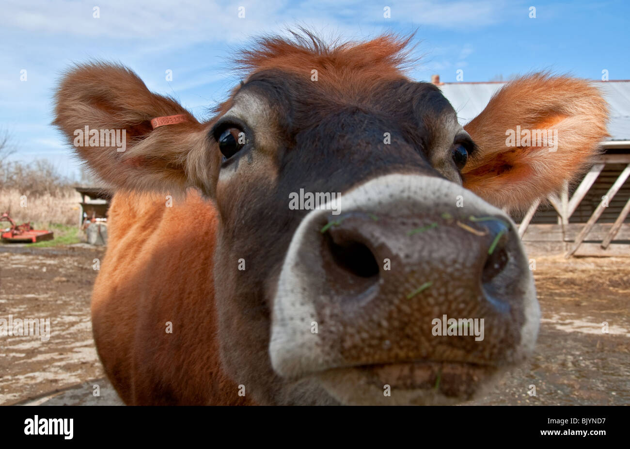 Young jersey cow hi-res stock photography and images - Alamy