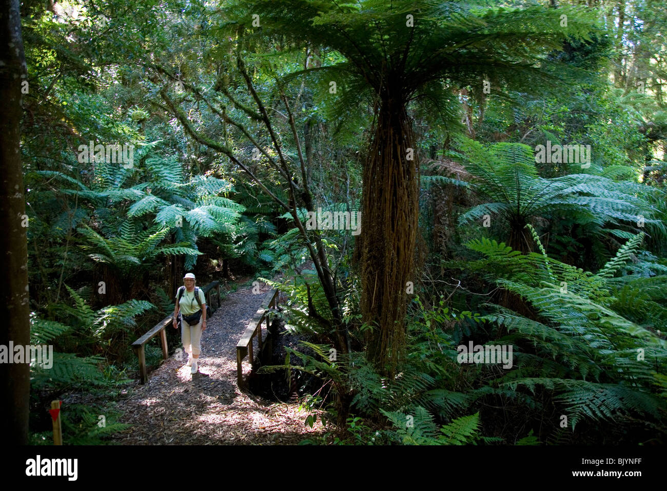 Ferns new zealand hi-res stock photography and images - Alamy