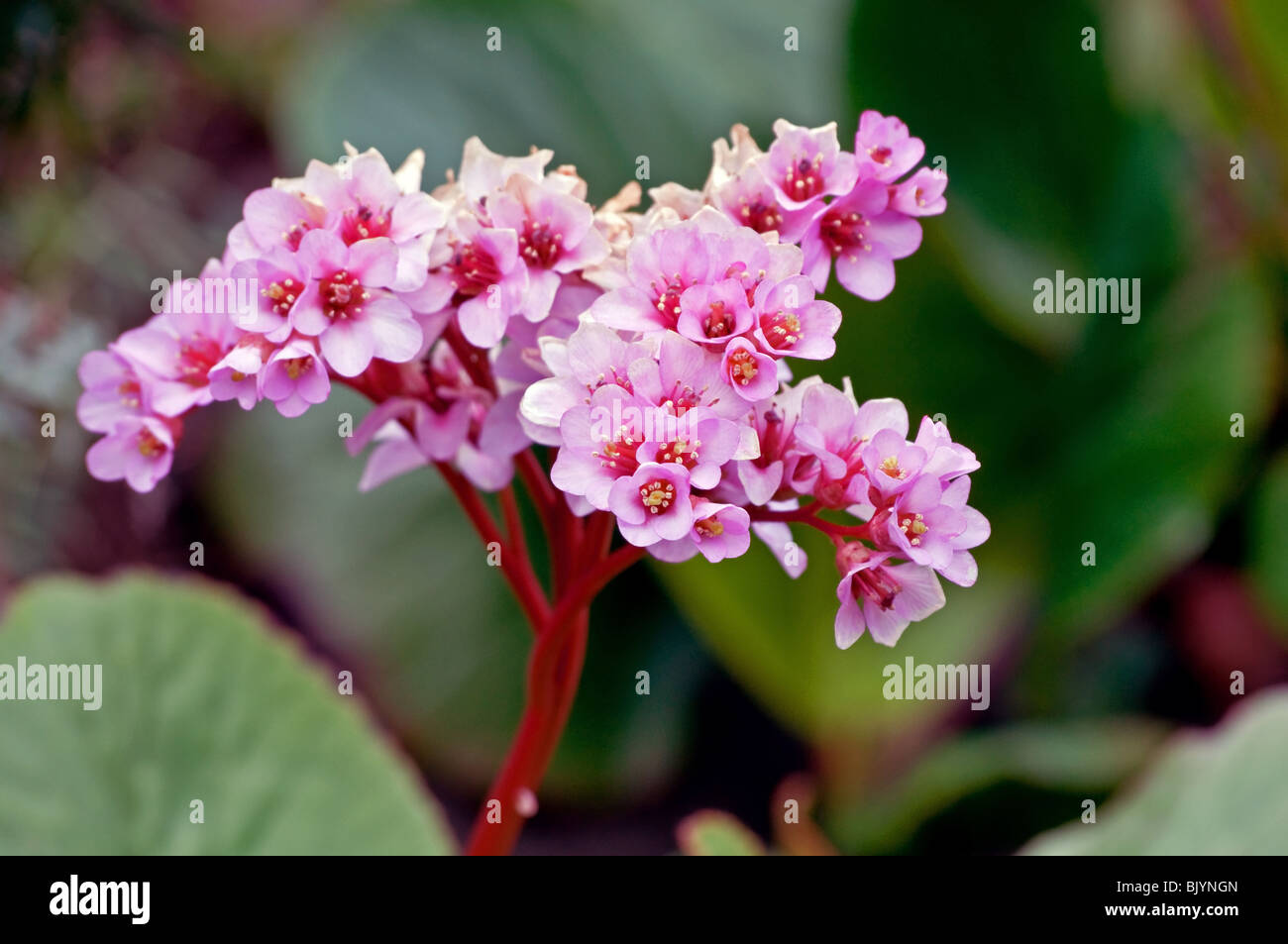 This macro shot of a pink bergenia flower (scientific name is Bergenia cordifolia), common names include Turtle flower. Stock Photo