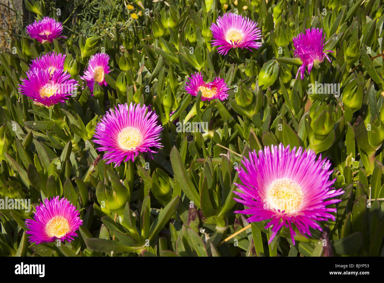 View of garden with purple Carpobrotus edulis flowers in spanish southern coast Stock Photo