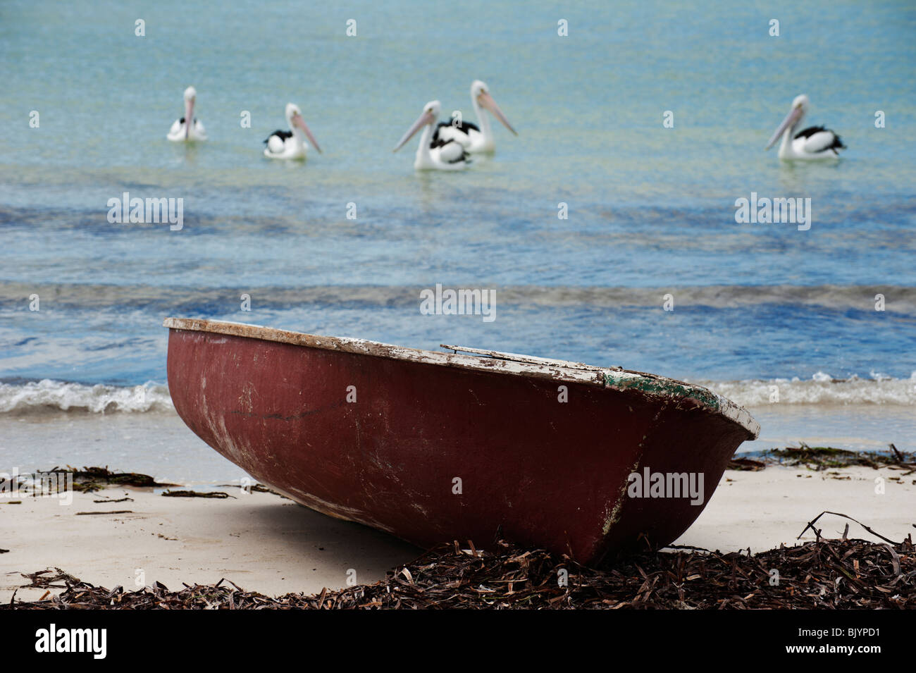 Australian Pelican (Pelecanus conspicillatus) behind a small row boat, Island Beach, Kangaroo Island, South Australia Stock Photo