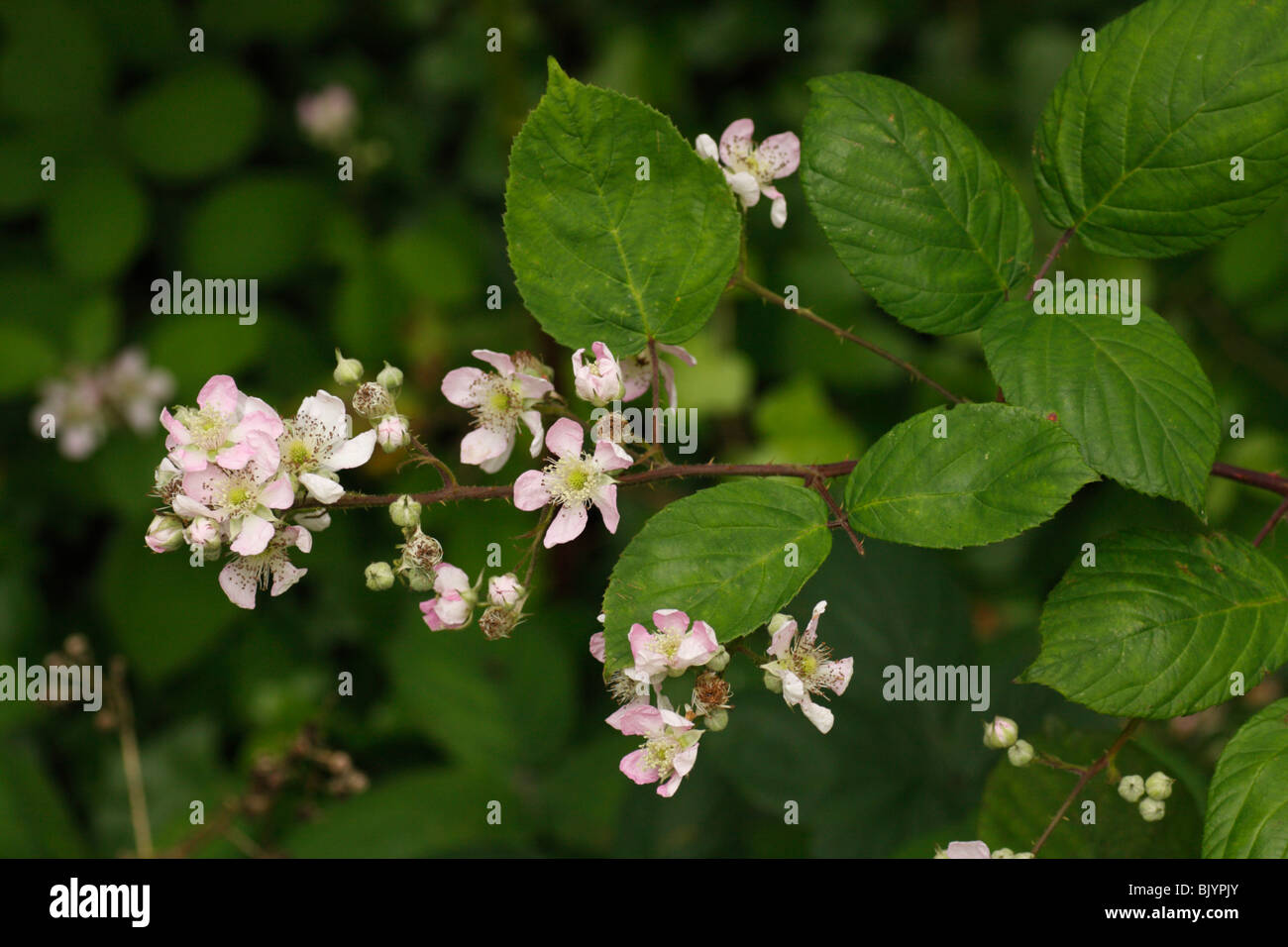 Flowers of Bramble or Blackberry Bush Stock Photo