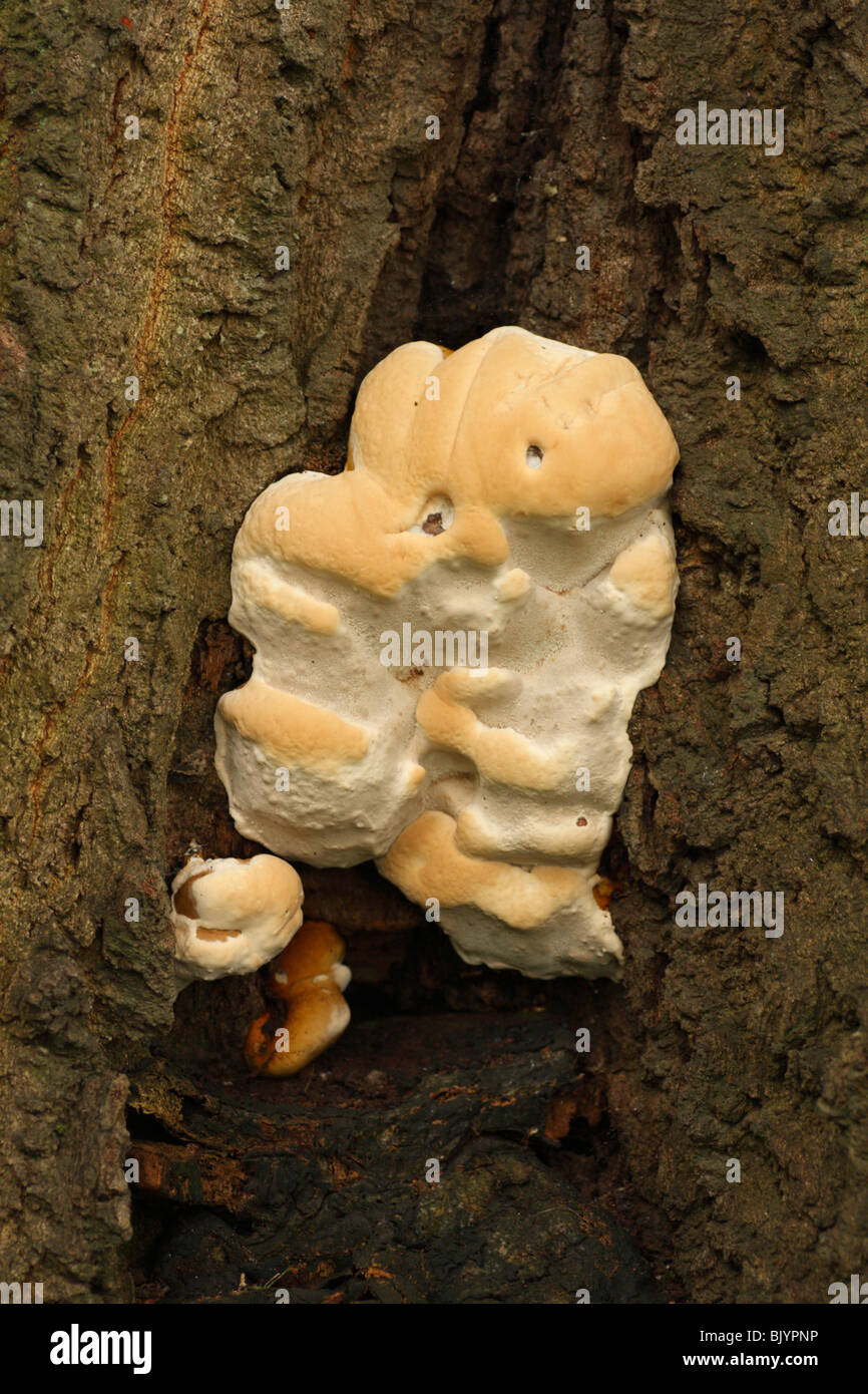 Fungus, Fungi, Growing on a Tree Stump Stock Photo