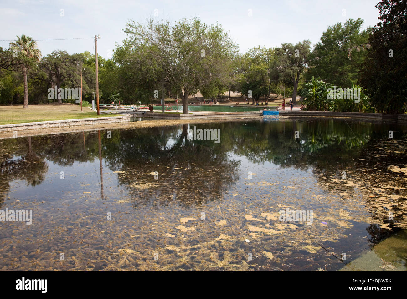 Las Moras Springs Fort Clark Springs on the Edwards Aquifer Texas USA Stock Photo Alamy