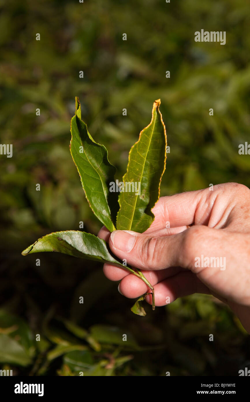 India, Tamil Nadu, Udhagamandalam (Ooty), tea factory, hand holding part dried tea leaves Stock Photo