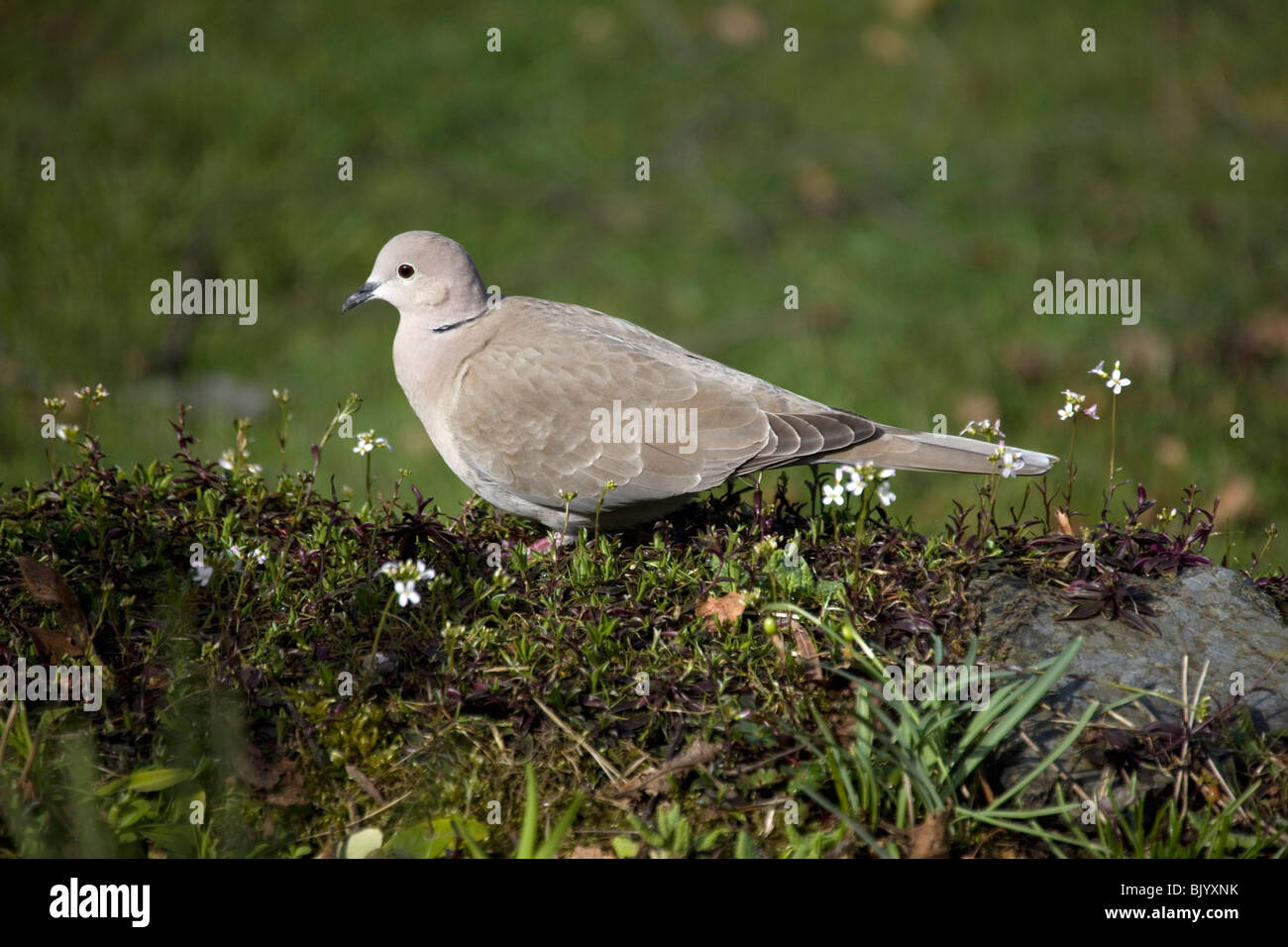 Well-lit standing Collared dove Stock Photo