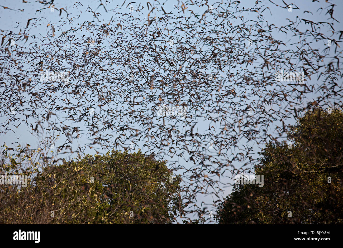Mexican Freetail bats Tadarida brasiliensis in flight from Bracken Cave Texas USA Stock Photo