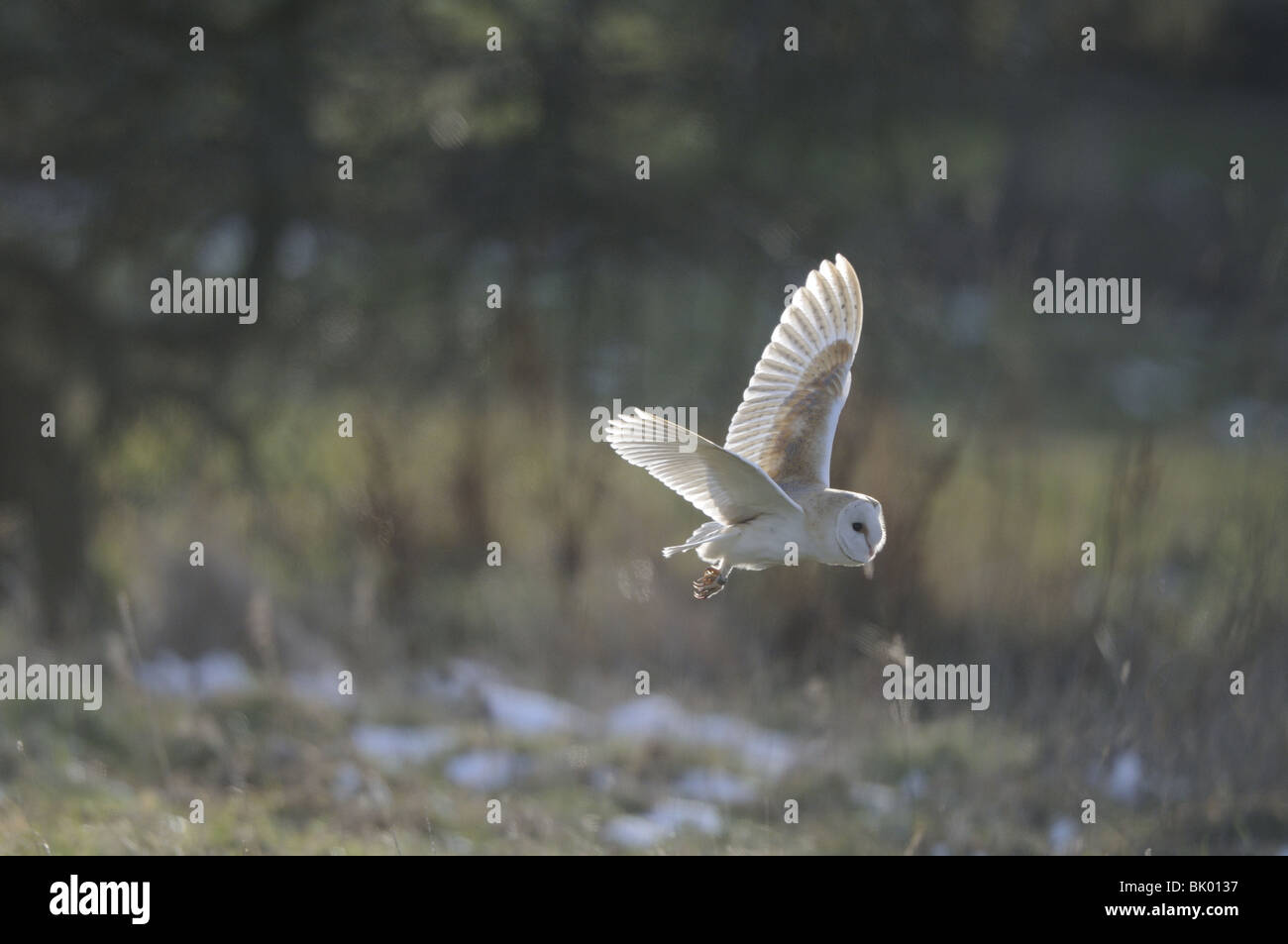 ghostly bird Stock Photo