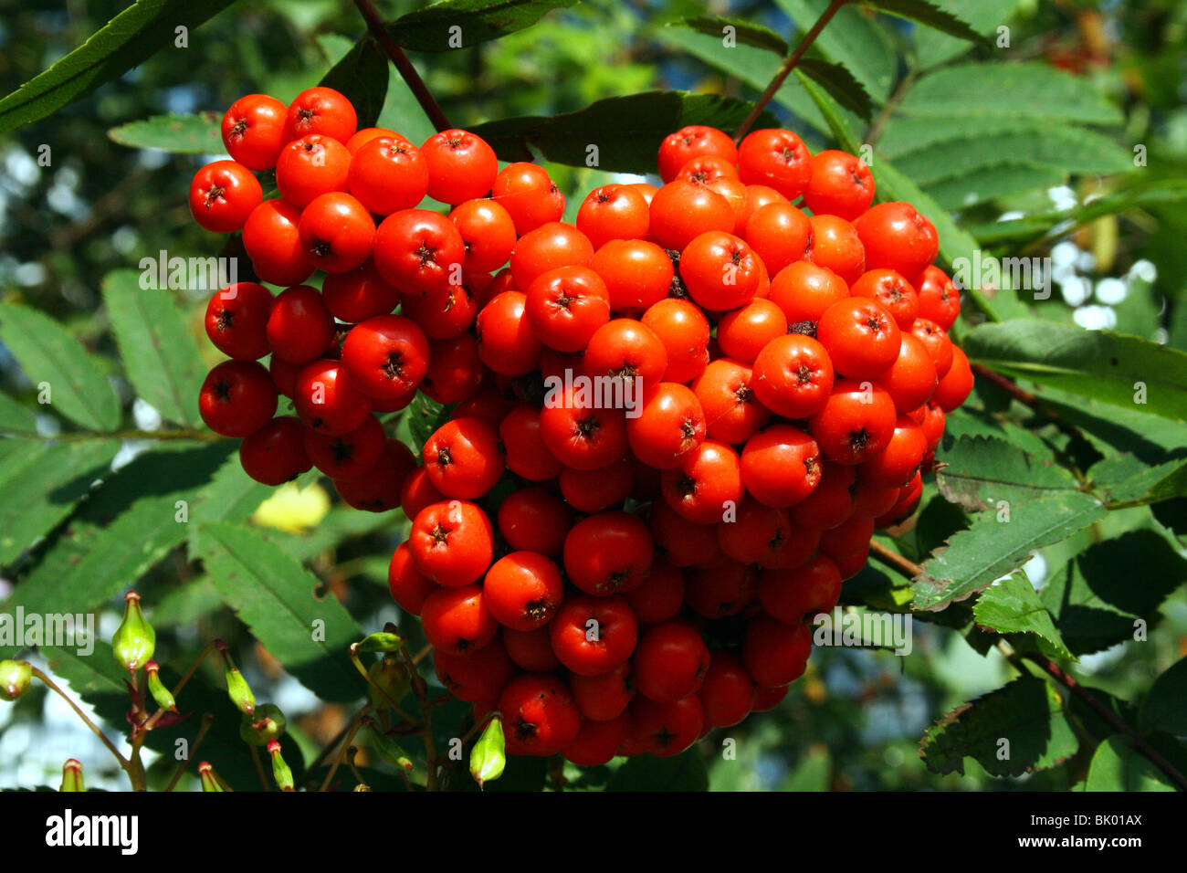 Rowan Berries Sorbus spp Family Rosaceae red fruits - pome  of the Rowan Tree also known as the Mountain Ash Stock Photo