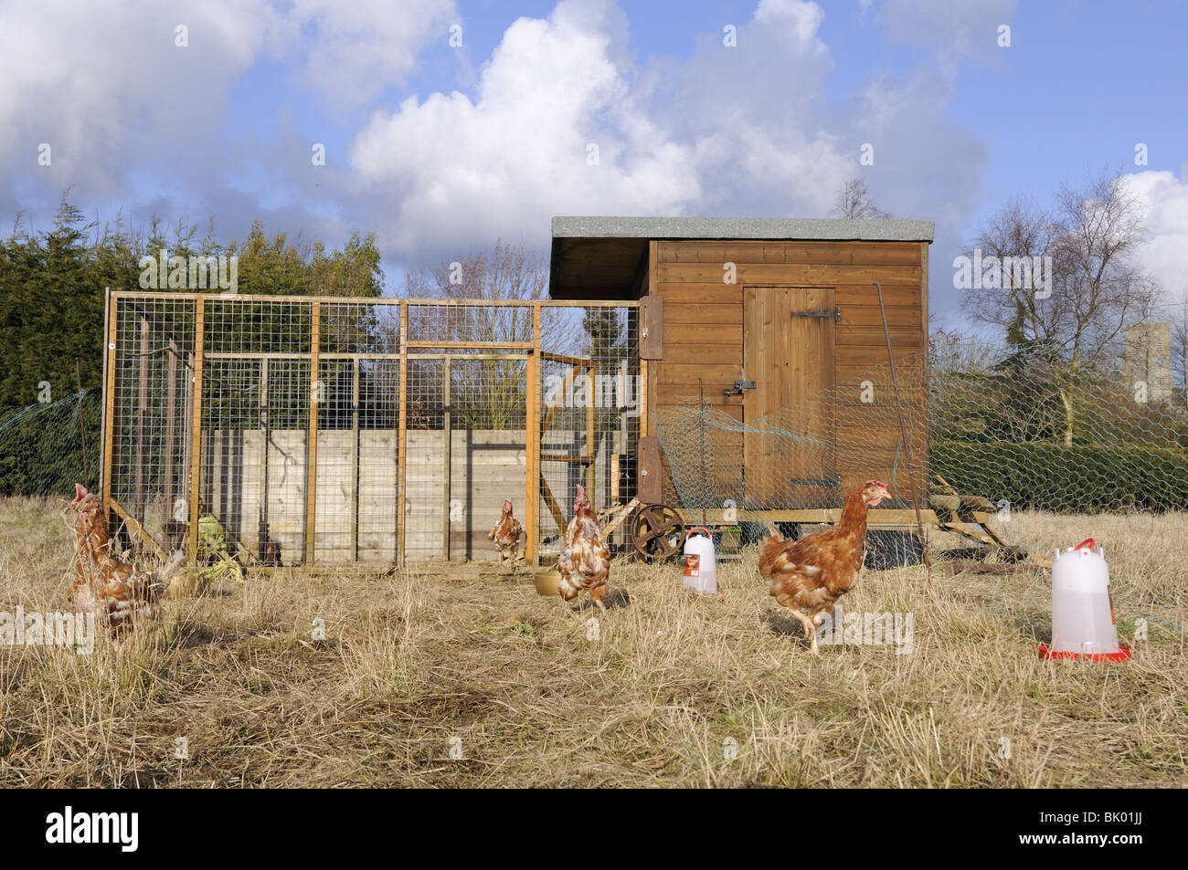 Rescued Ex Battery hens, (hybrids), re-homed on rural allotment, enjoying free-range retirement, Norfolk, Uk, February Stock Photo