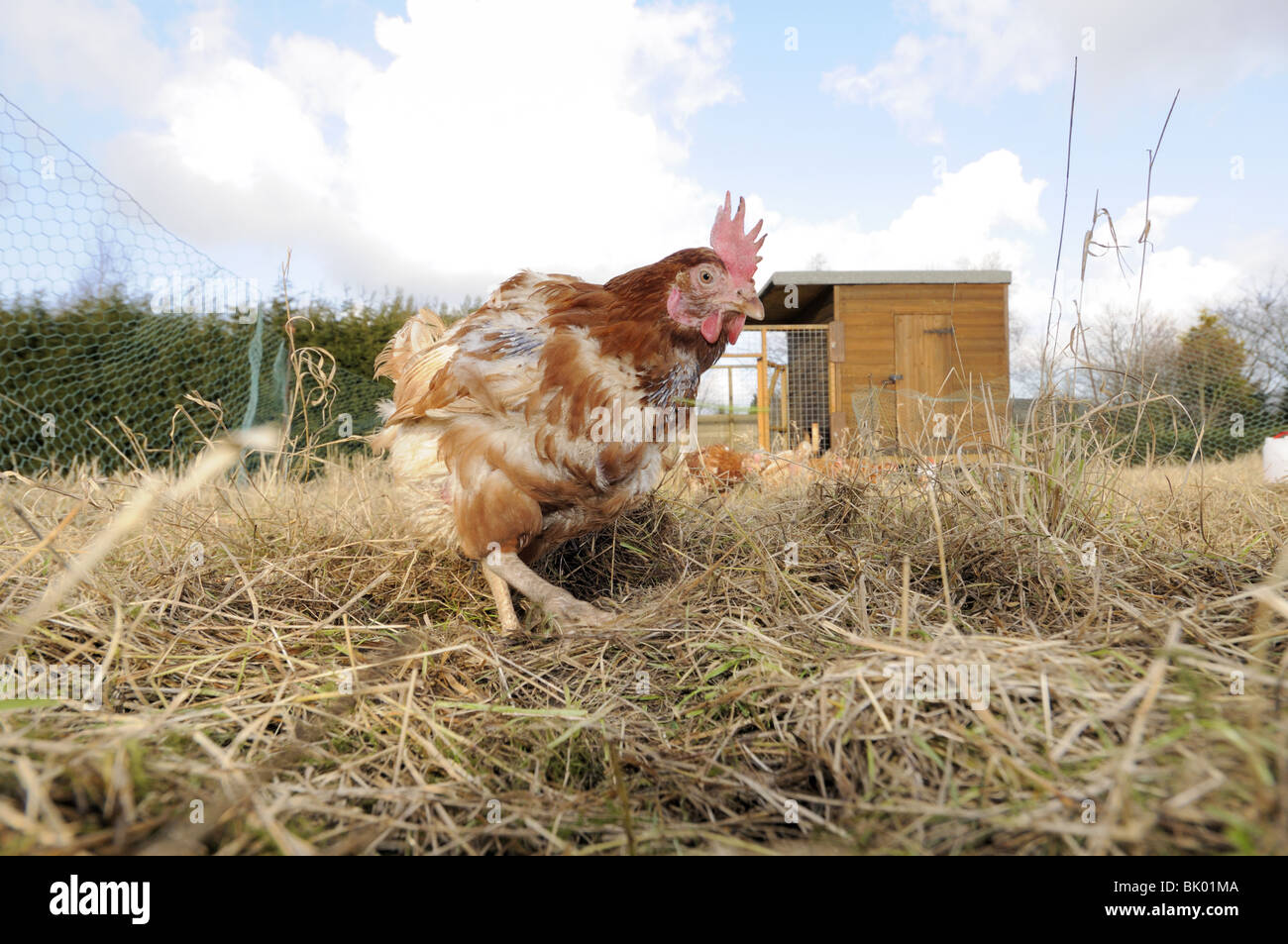 Rescued Ex Battery hens, (hybrids), re-homed on rural allotment, enjoying free-range retirement, Norfolk, Uk, February Stock Photo