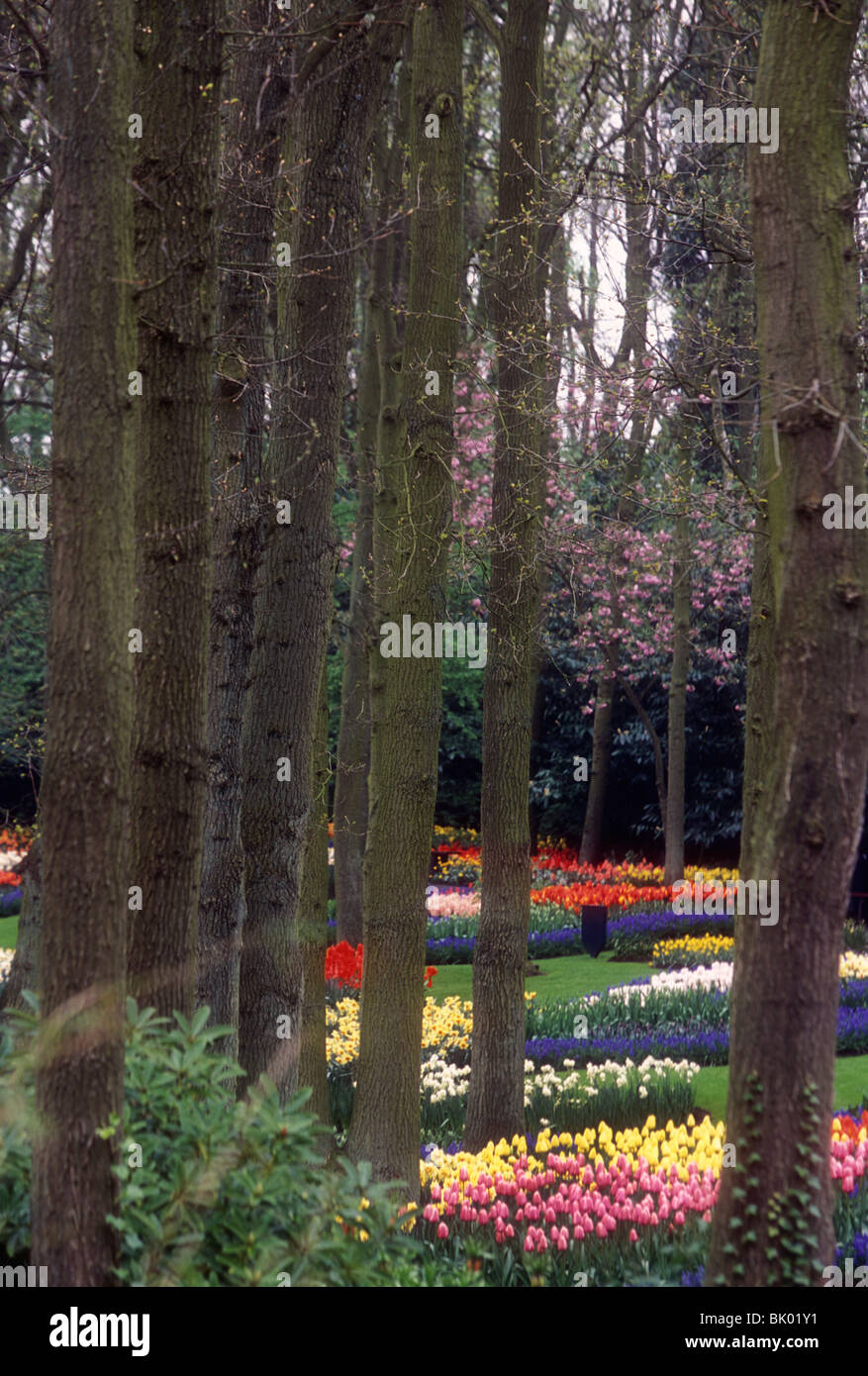Tulips in Keukenhof Gardens Netherlands Stock Photo - Alamy