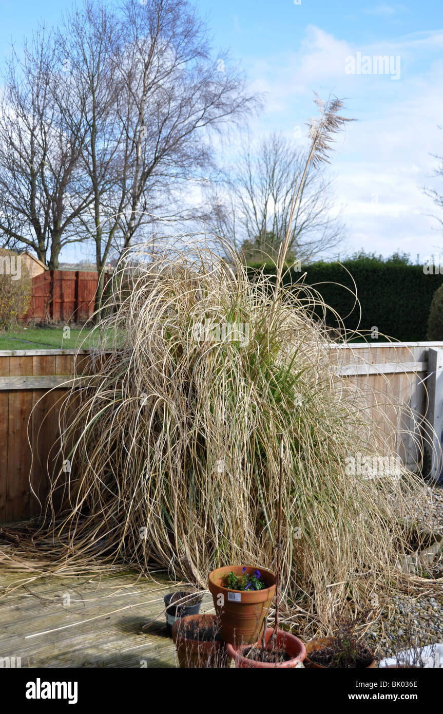 Dead fence hires stock photography and images Alamy
