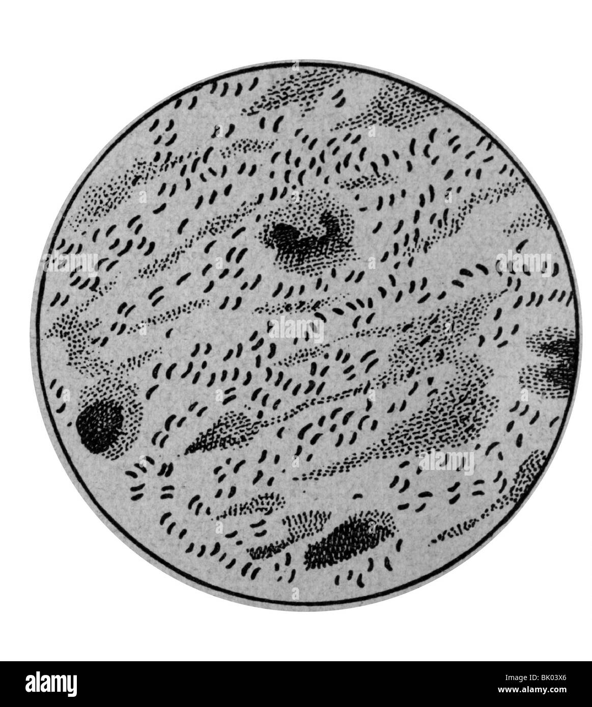 Cholera bacillus hi-res stock photography and images - Alamy